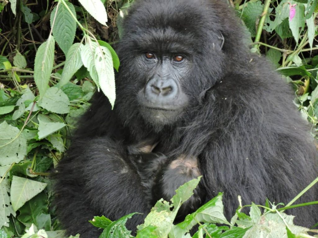 naissance-Virunga