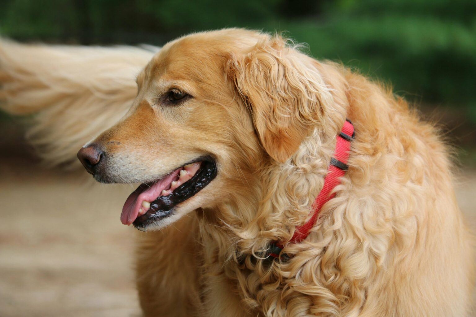 Un chien