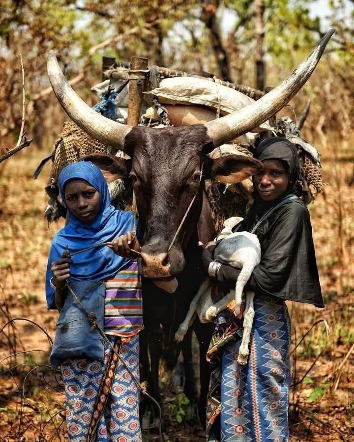 RDC : près de 25.000 éleveurs dits « Mbororo » et plus de 155.000 bêtes identifiés dans trois provinces